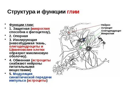Нейроглия серого вещества