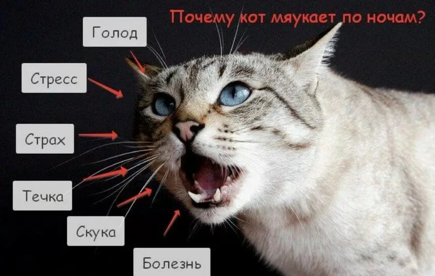 Почему коты молчат. Кошка мяукает. Зачем кошки мяукают. Почему кот мяукает. Почему коты мяукают без причины.