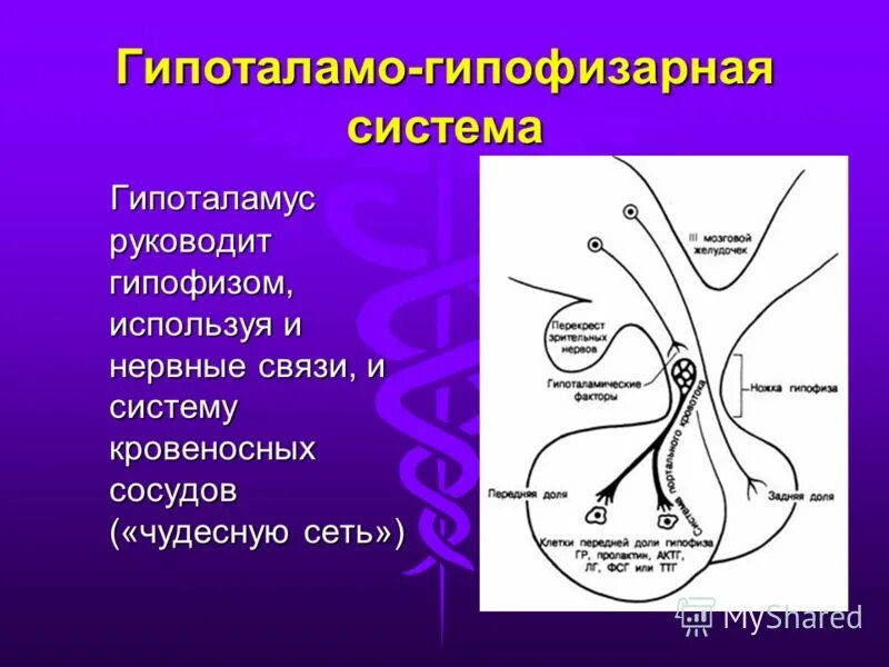 Регуляция гипоталамо-гипофизарной системы физиология. Гипоталамо-гипофизарная система гормоны схема. Гипоталамо-аденогипофизарная система гистология. Гипоталамо-гипофизарная система схема физиология. Гипофиза гипоталамо гипофизарная система