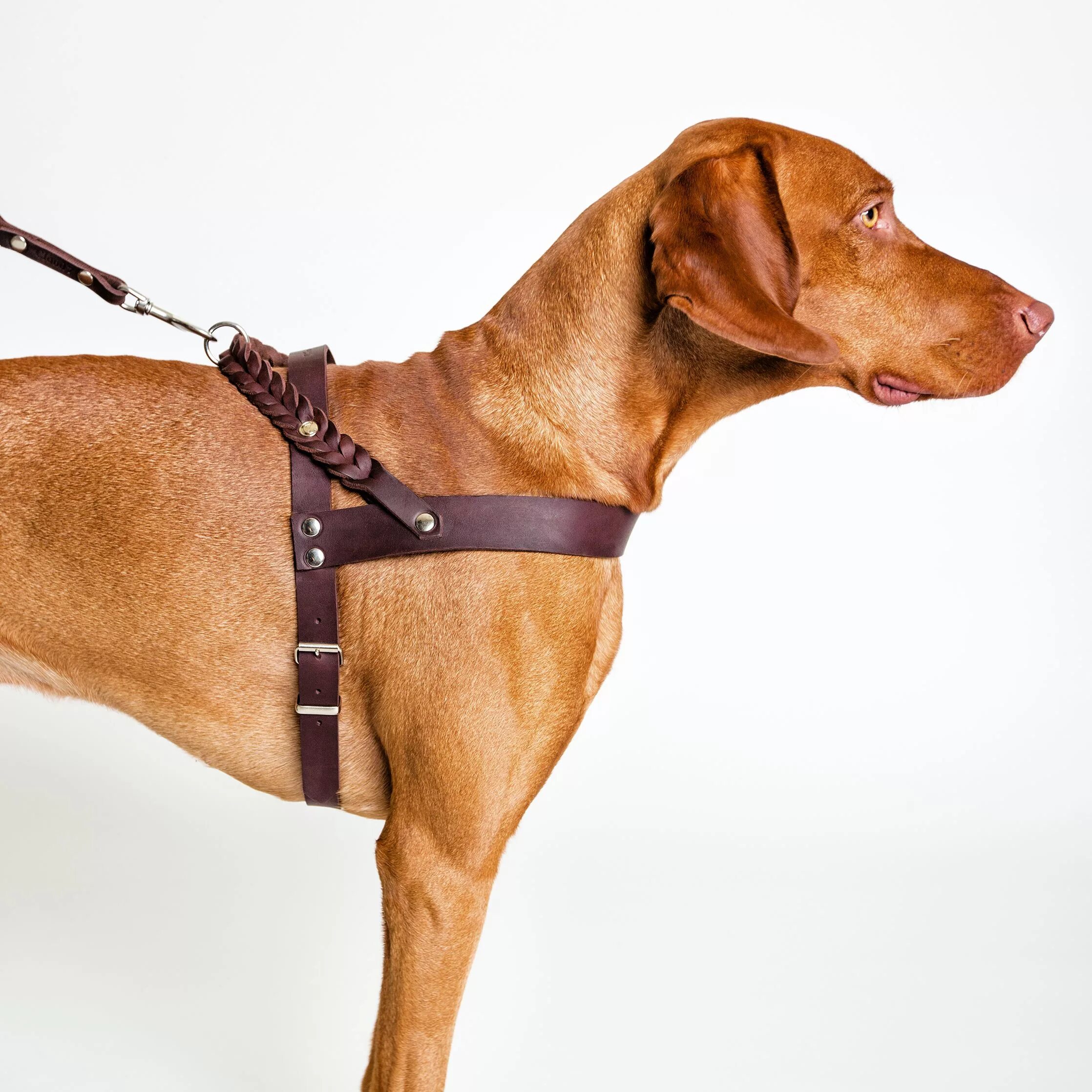 Правильные ошейники для собак. Шлейка comfy harness. dog collar шлейка для собаки. шлейка eagloo. шлейка faloria.