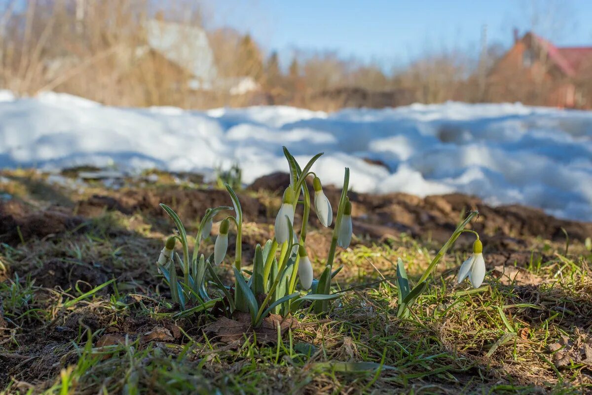 природа просыпается весной. весеннее пробуждение. весна бабочки. весеннее пробуждение. весна просыпается.