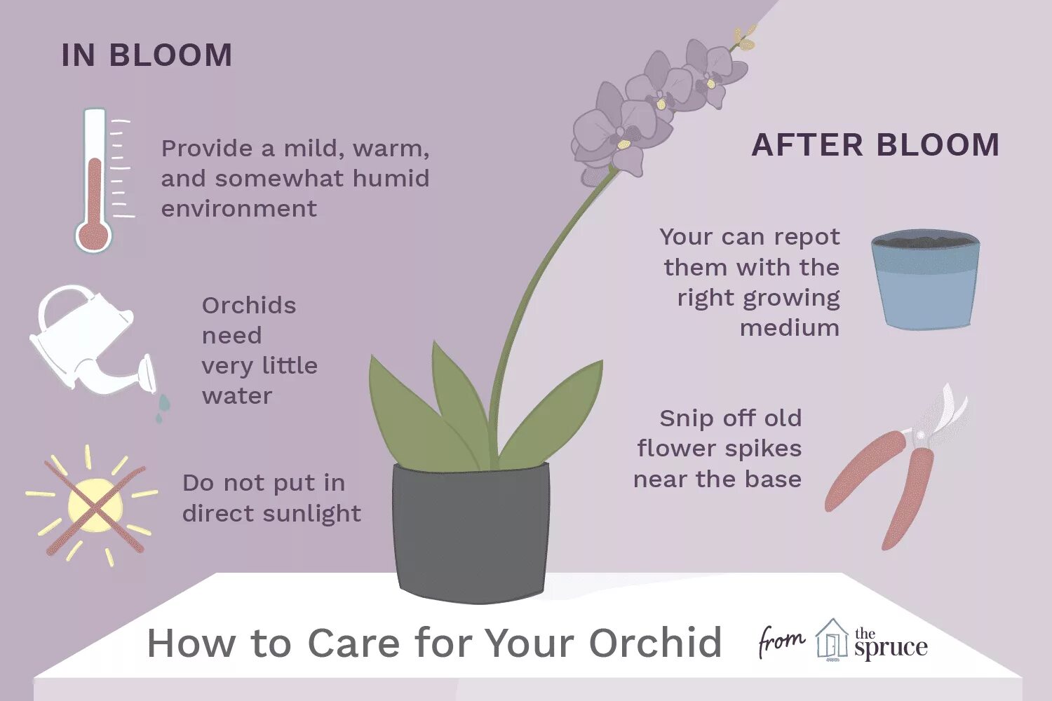 Warm mild. Орхидея take Care. Orchid Care Tips - how to take Care of an Orchid Plant? - Phalaenopsis Orchids Care. Рекомендация по орхидеи. How to take Care of a Plant.