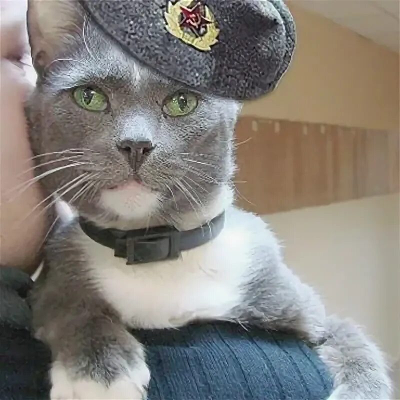 Скоро 27 лет. Скоро дембель. кот служит в армии. кот дембель. котики в военной форме с надписями.