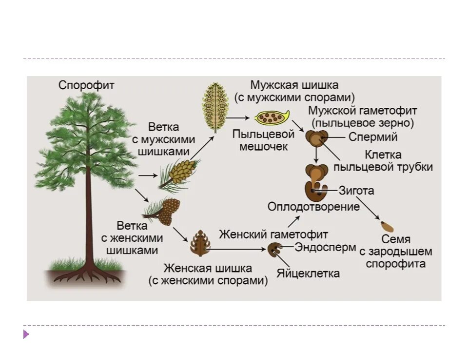 Преобладание спорофита в жизненном. Размножение голосеменных схема. Цикл развития голосеменных сосны. Цикл размножения голосеменных растений. Циклы развития растений Голосеменные растения.