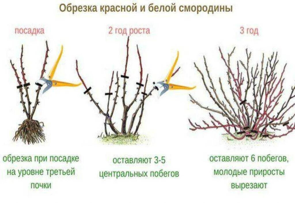 Как подрезать смородину весной. Схема обрезки черной смородины. Схемы обрезки кустов смородины. Схема обрезки красной смородины осенью. Обрезаем смородину весной схема.