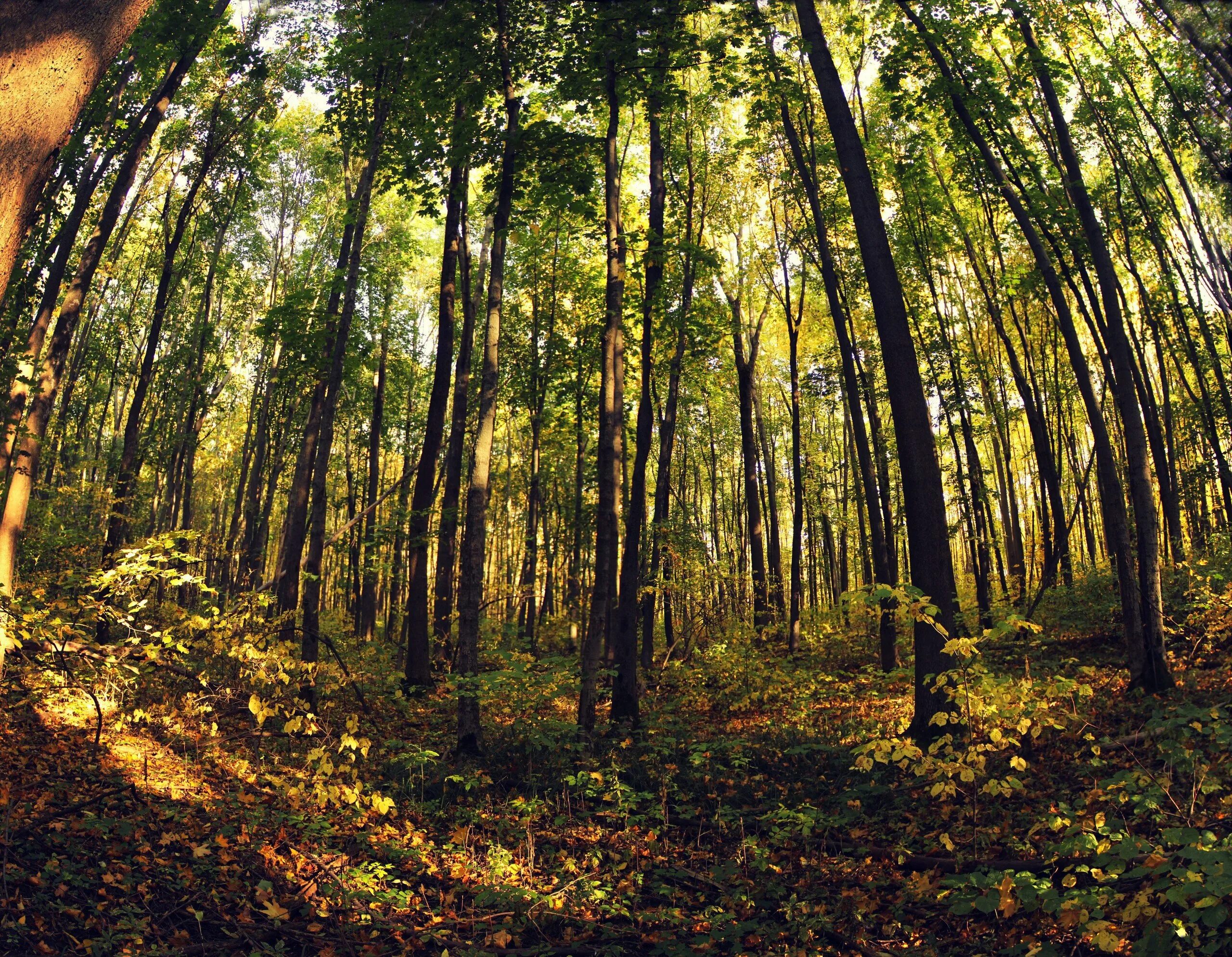 танцующий лес рязань. сосновый бор рязань лес. лесное рязань. лесное рязань. лес мещера дорога.