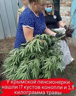 Куст 17