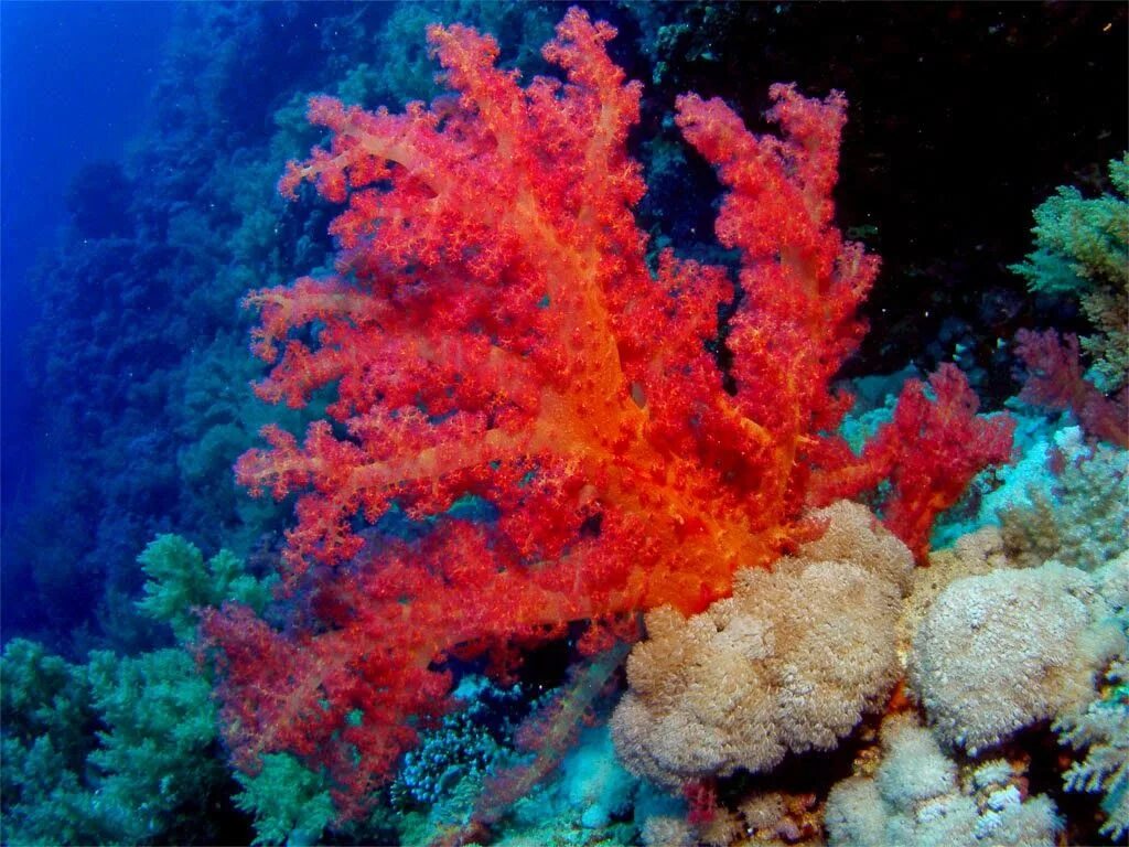 Coral more. Красный коралл Кишечнополостные. Коралловые полипы красного моря. Альционарии кораллы. Коралловые полипы рифы.