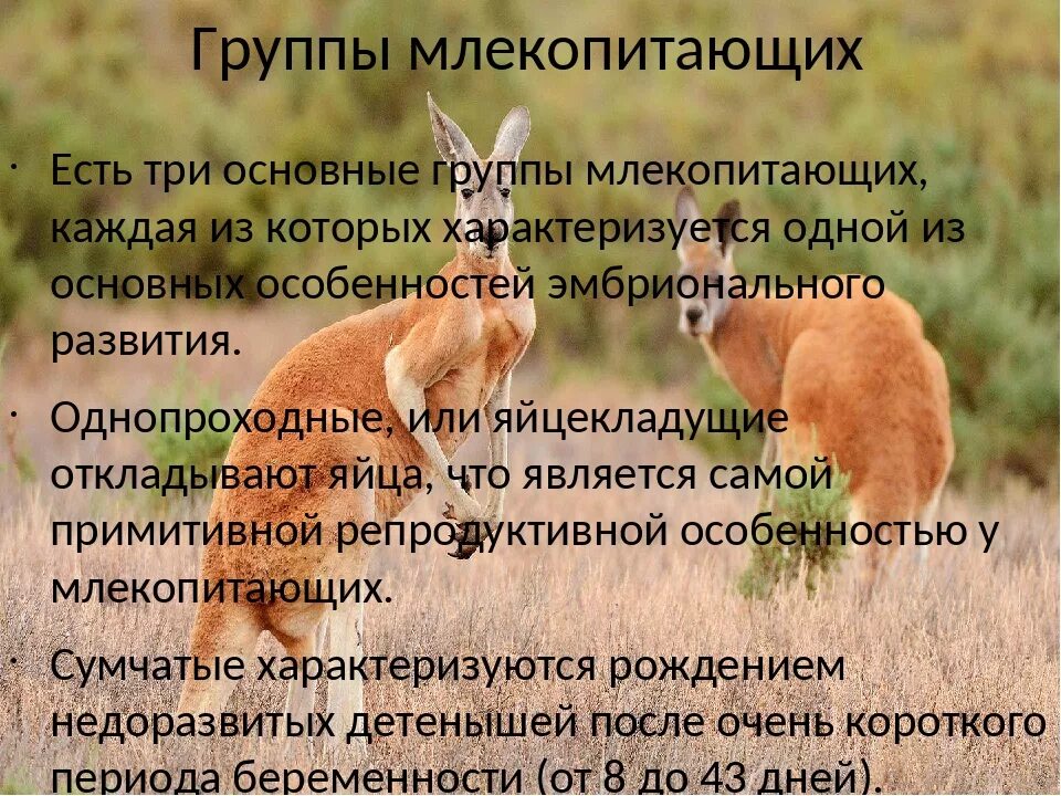 Группы млекопитающих. Экологические группы млекопитающих. Три группы млекопитающих. Экологические особенности млекопитающих.