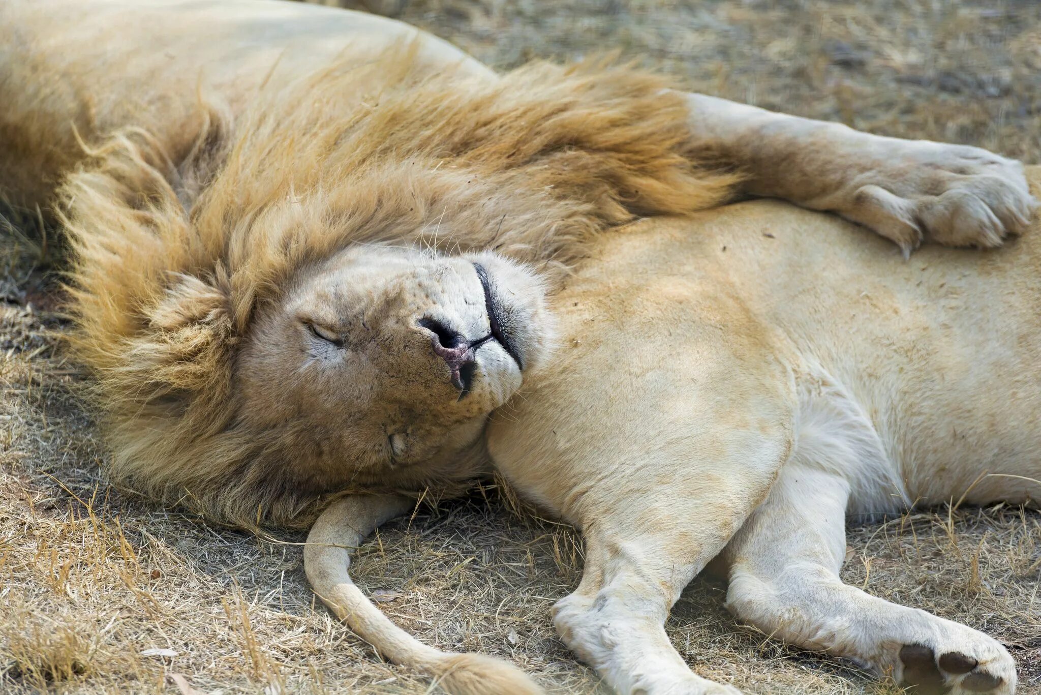 Сколько спят львы. Сонный Львенок. Спящие львы. Лев спящий.