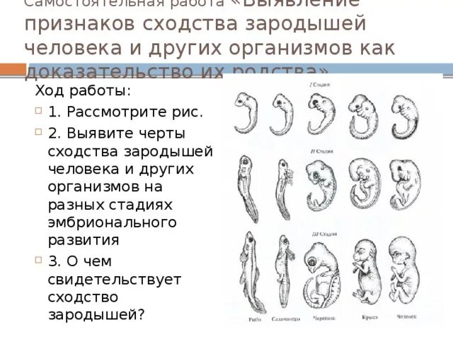 Стадии развития эмбрионов позвоночных. Основные стадии зародышевого развития. Эмбриологические доказательства сходства зародышей. Сходства эмбриона человека и других позвоночных. Эмбриональное развитие зародышей позвоночных.