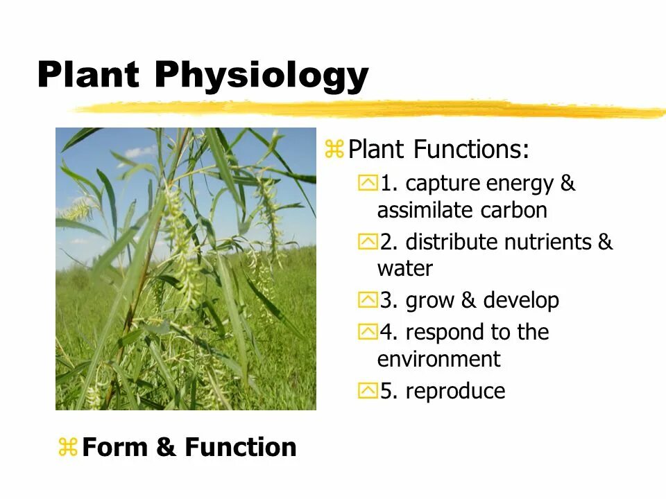 Functions of plants. Plant physiology. ecological physiology of plants. development history of plant physiology.. poster for plant physiology.