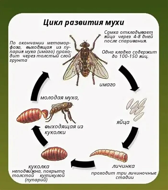 Стадии комнатной мухи. Цикл развития комнатной мухи. Схема жизненного цикла развития мухи. Комнатная Муха жизненный цикл. Жизненный цикл мухи ЦЕЦЕ.