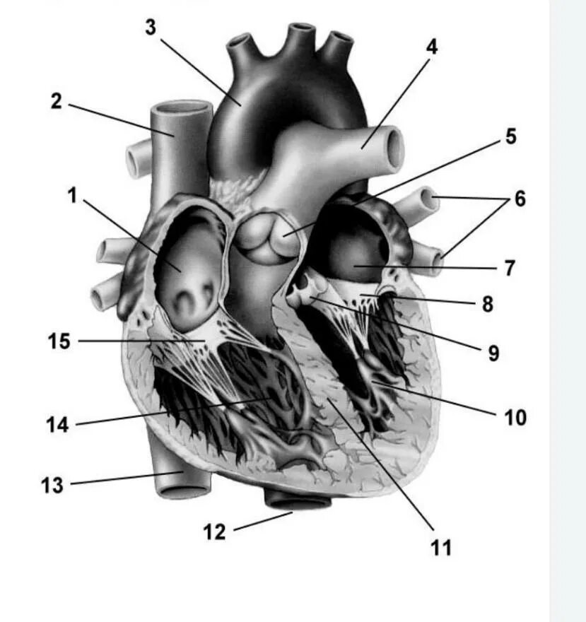 Обозначьте рисунок строение сердца. Строение сердца человека анатомия. Строение сердца анатомия без подписей. Строение сердца человека с подписями. Строение сердца человека рисунок.