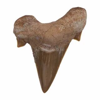 Shark tooth