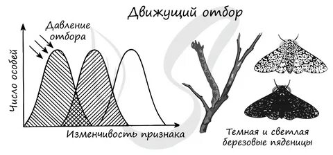 Движущий отбор 3 примера