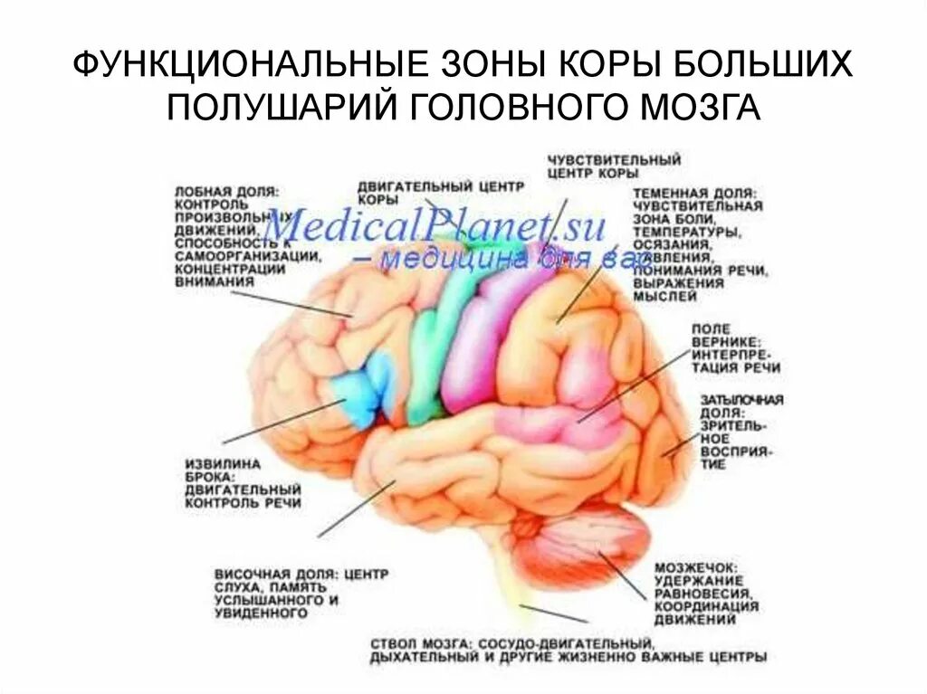 Основные центры мозга. Проекционные зоны коры головного мозга таблица. Афазия Брока мозг. Зоны поражения мозга при афазии. Функциональная принадлежность коры полушарий большого мозга таблица.