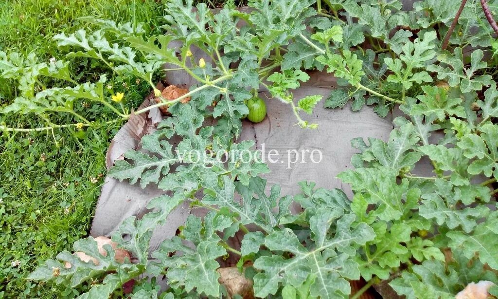 дыни в подмосковье в июне. дыня на рассаду в подмосковье. сеем дыню на рассаду. дыня колхозница выращивание в открытом грунте. дыня на грядке.