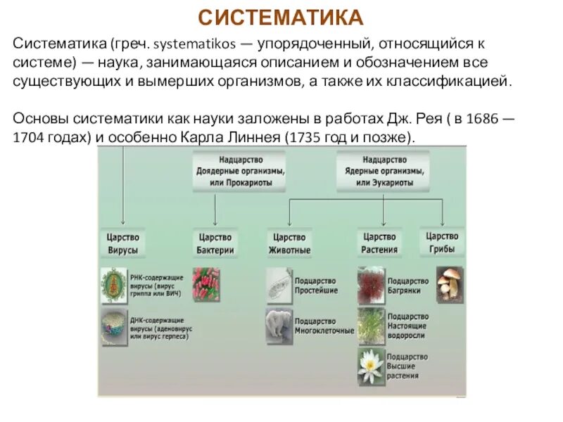 Систематика определение в биологии. Чем занимается наука систематика. Систематика это наука изучающая. Сообщение наука систематика. Сообщение наука систематика.