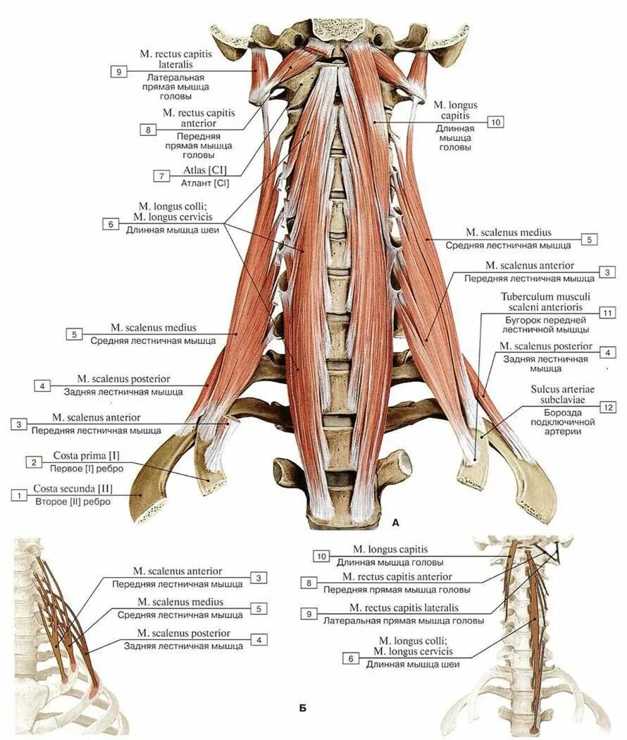Лестничные мышцы анатомия. Предпозвоночные мышцы шеи анатомия. Глубокие мышцы шеи сбоку. Глубокие мышцы шеи анатомия латынь.