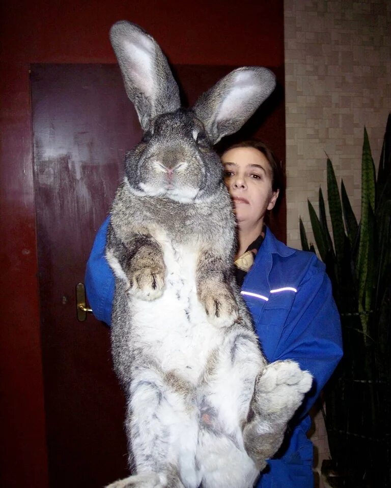 Бельгийский Фландр кролик. Кролики великаны Фландр. Бельгийский великан Фландр. Бельгийский великан кролик. Заяц сколько кг