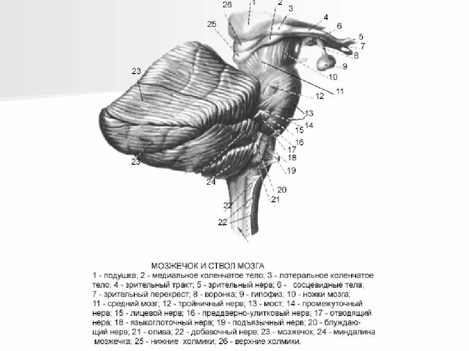 Коленчатые тела мозга. Латеральное коленчатое тело промежуточного мозга. Медиальные коленчатые тела промежуточного мозга. Медиальное коленчатое тело функции. Строение коленчатого тела.