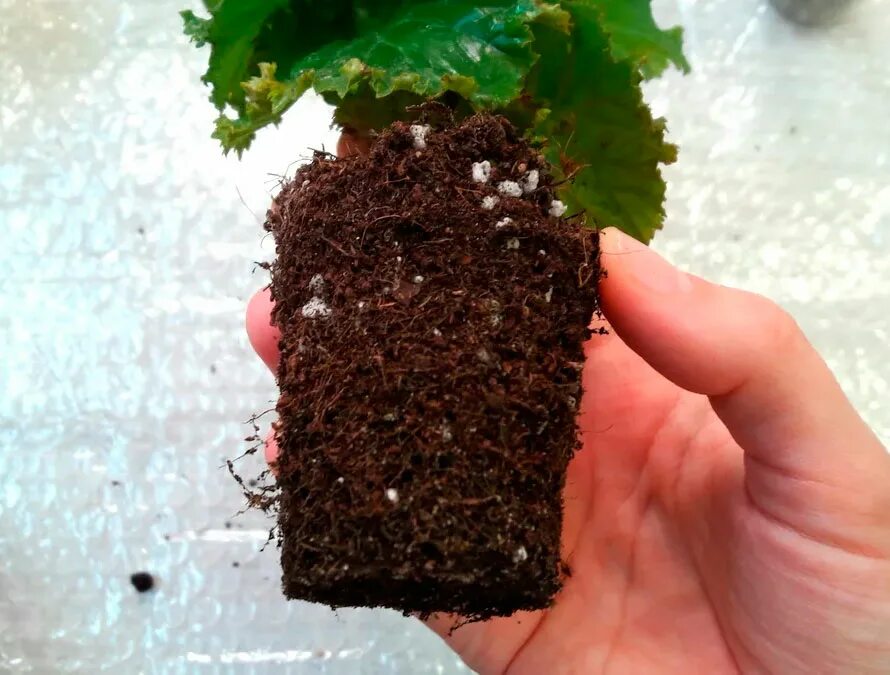 Бегония королевская. Как поливать бегонию в горшке. Поливать цветы в горшке в саду. Бегония комнатная полив. Как поливать бегонию в горшке.