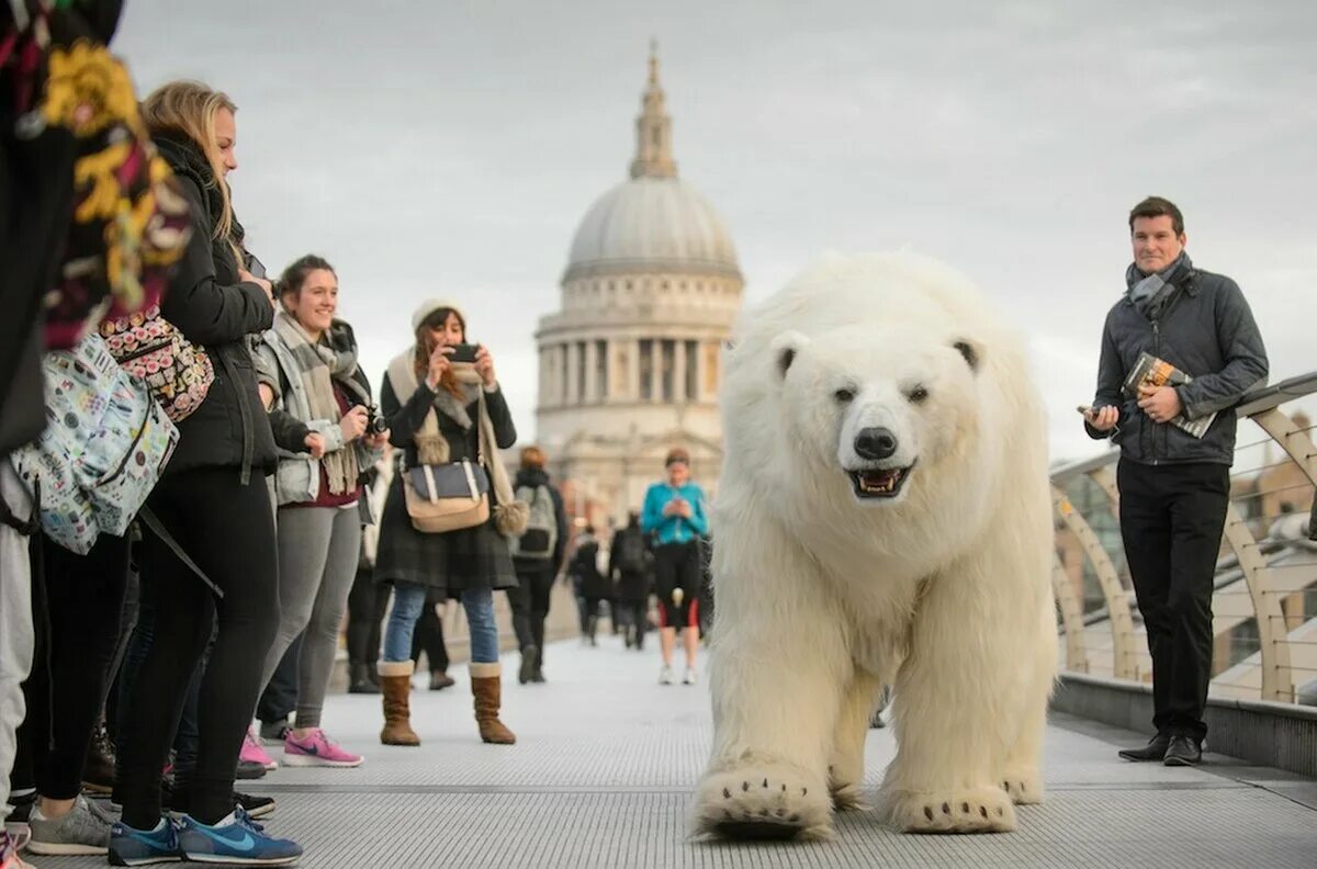 Огромный медведь на улице. Белый медведь в бизнес костюме. Polar Bear Walking. The everywhere Bear. Приходить громадный