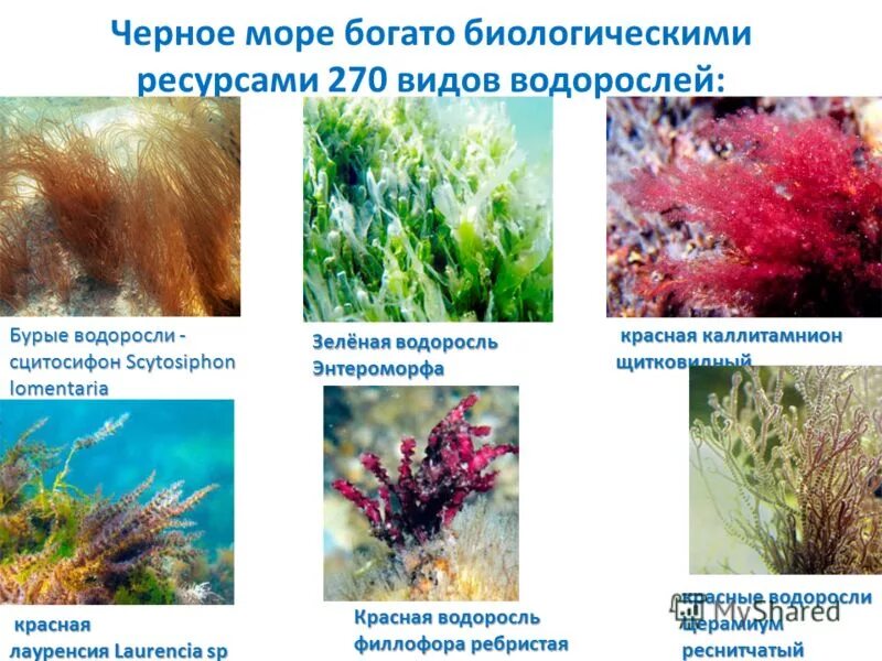 Виды водорослей. Растения черного моря. Черноморские водоросли виды. Водоросли черного моря.
