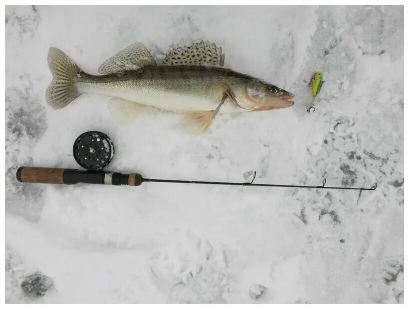 Удочка на судака для зимней рыбалки. Ловля судака зимой на ратлины на каме. Какую зимнюю удочку выбрать на судака. Зимние балансиры на судака. Раттлины зимние на щуку судака.