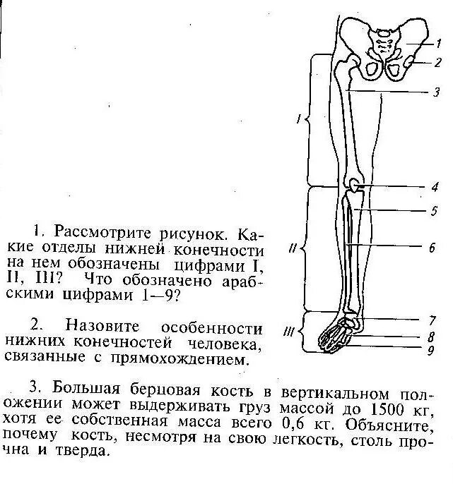 Три отдела ноги. Скелет нижних конечностей. Отделы нижней конечности. Перечислите отделы свободной нижней конечности. Скелет свободной нижней конечности.