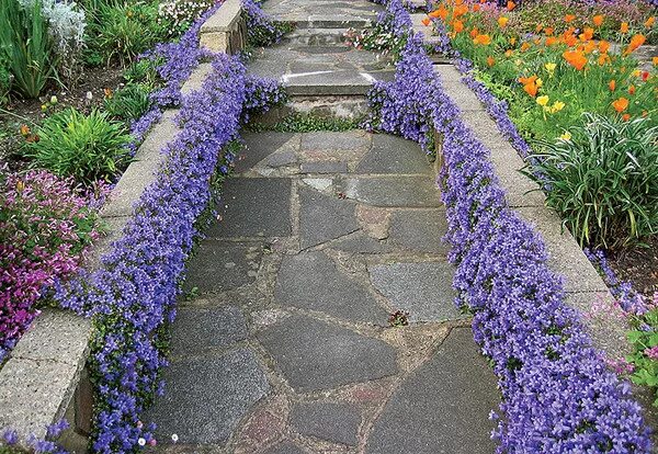 Цветы и растения для бордюра вдоль дорожек Front yard garden design, Garden bord