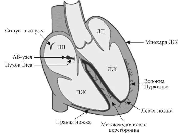 Пучок пуркинье. Слои миокарда предсердий и желудочков схема. Схема слоев миокарда предсердий и желудочков сердца. Строение пучка Гиса. Пучок Гиса.