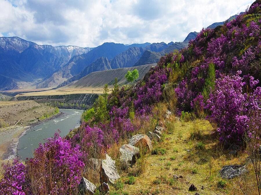 Маральник горный алтай рододендрон. Горный алтай цветение маральника катунь. Маральник в саянах. Горный алтай река катунь весна. Апрель в горном алтае.