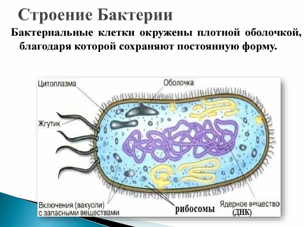 На каком рисунке изображена клетка бактерий. Строение бактериальной клетки 6 класс биология. Бактерии биология строение. Рисунок клетки бактерии 5. Строение клетки бактерии 5 класс.