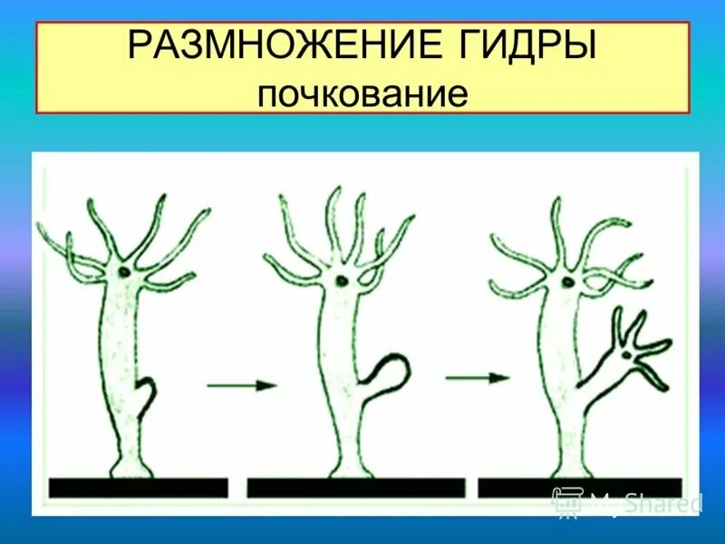 Почкование гидры это бесполое размножение. Бесполое размножение гидры. Размножение гидры. Животные размножаются почкованием. Размножаться и е