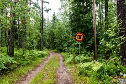 Картинки смешные леса