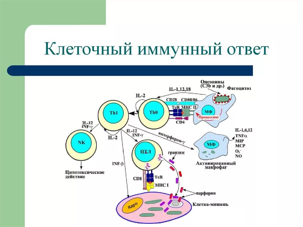 Клеточный иммунный ответ схема гистология. Схема иммунного ответа клеточный иммунитет. Клеточный и гуморальный иммунный ответ схема. Схема воспалительного иммунного ответа.