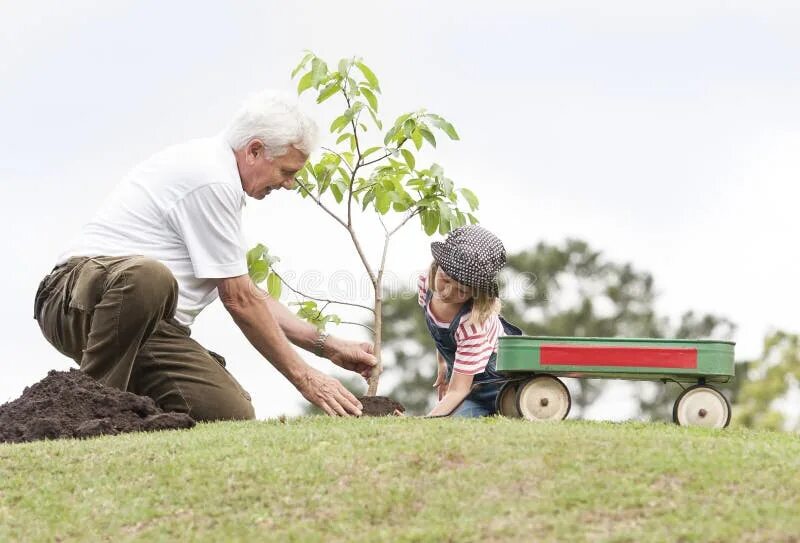 Дедушка сажает дерево. Дед с внуком сажают дерево. Дед на даче. Семья сажает дерево. Дедушка посадил дерево 54