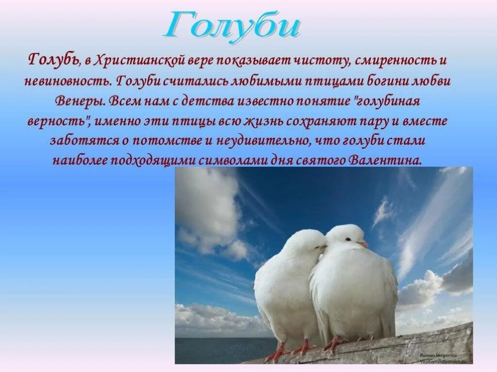 Голубь символ чего. Голубиная верность. верность голубей. голуби символ любви и верности. голубиная верность стихи.