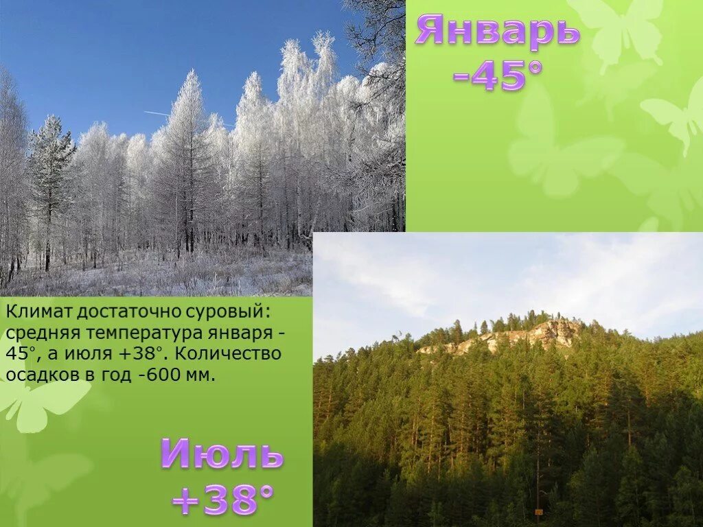 Средняя температура в тайге летом. Климат тайги в России. Климат тайги тайги. Зона тайги климат. Тайга в России коимакт.