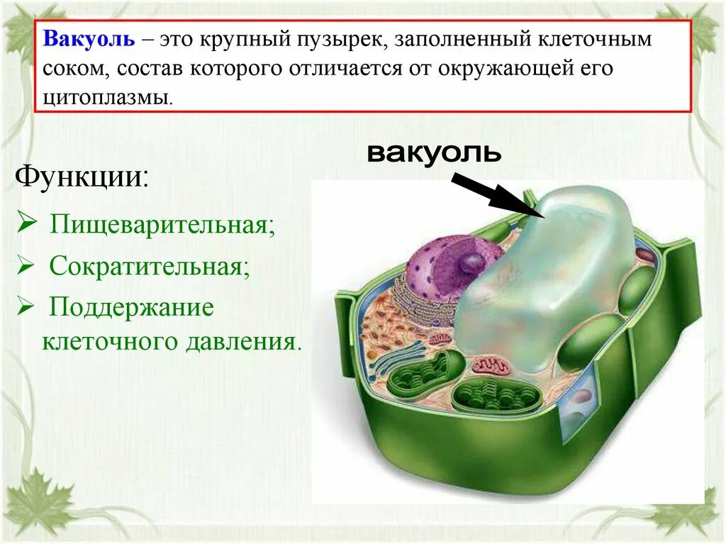 Строение вакуоли с клеточным соком. Вакуоль с клеточным соком. Вакуоль с клеточным соком функции. Клеточный сок функции. Клеточный сок называется