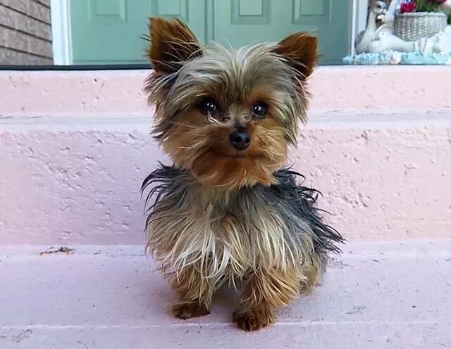 йоркширский терьер клички. кличка собаки породы йоркширский терьер мальчик. гучи имя собаки породы. клички для йорков мальчиков. Specialty терьер йоркширский.