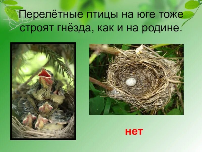Строить гнезда перелетные птицы. Гнёзда птиц с названиями. Гнезда разных видов птиц. Гнезда разных птиц. Гнезда птиц для дошкольников.