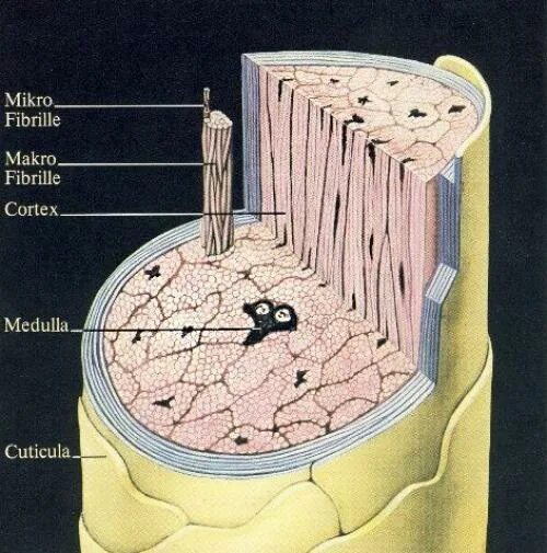 Волос Медула Кортекс кутикула. Строение волоса кутикула Кортекс Медула. Структура волоса. Структура волоса Кортекс. Кортекс волос