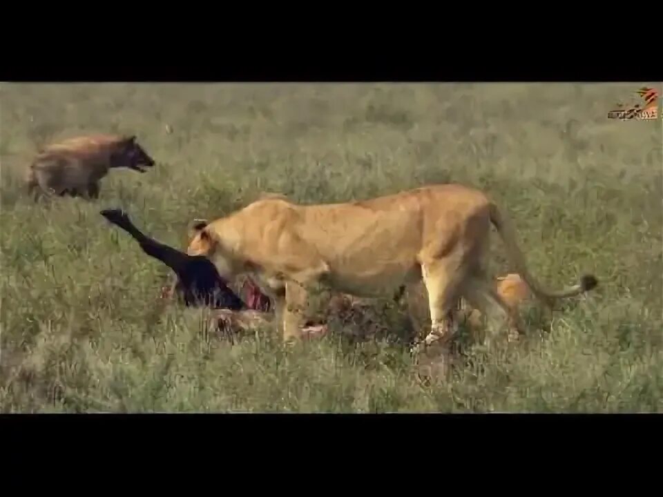 Хищники дикой африки видео. Wild fauna / битва прайдов / Lion Kingdom. Kendaniner.