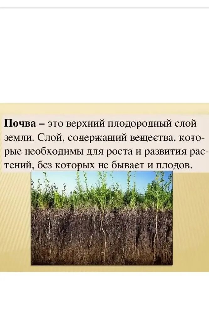 Что такое почва каковы. Почва. верхний плодородный слой. тема почва. растения в почве.