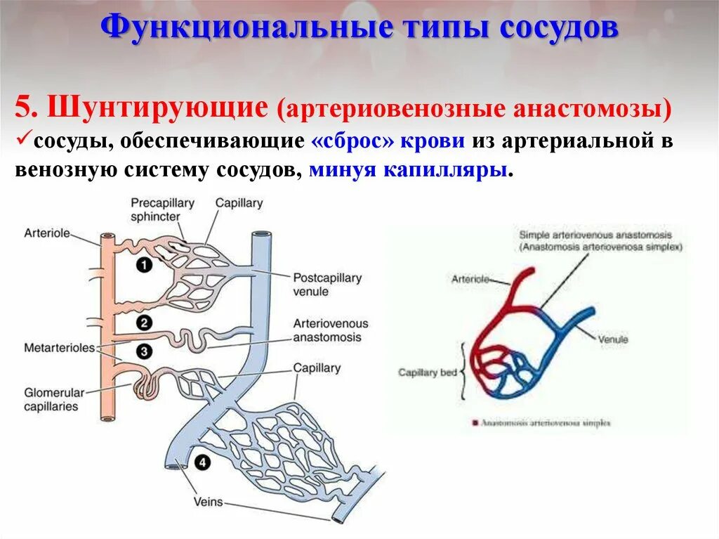 Шунтирующие сосуды. Анастомозы физиология. Типы сосудов и их функциональная роль. Артериально венозные анастомозы. Артерио-венозный анастамоз.