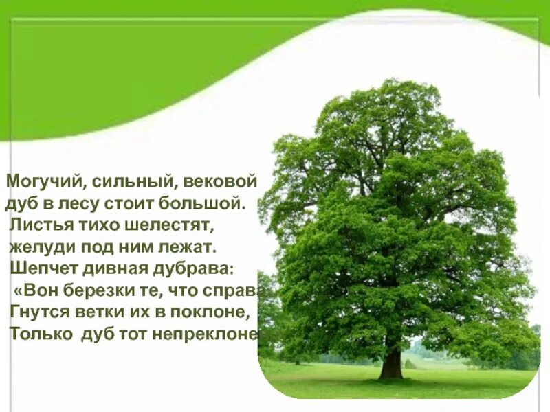 Текст про дуб. Стих про дуб. Дуб дерево описание. Рассказ о дубе. Могучий дуб.