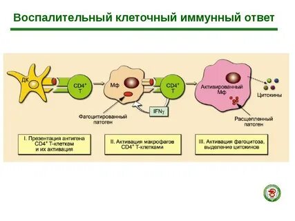 Стимулирует иммунный ответ